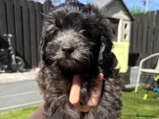 Shihpoo dogs READY NOW! 🧸🤎 Adorable F1B Shihpoo puppies - Advert 1