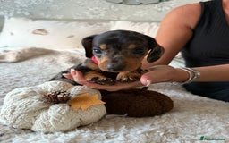 Dachshund dogs for sale: Beautiful litter of Dachshund puppies  - Image 13