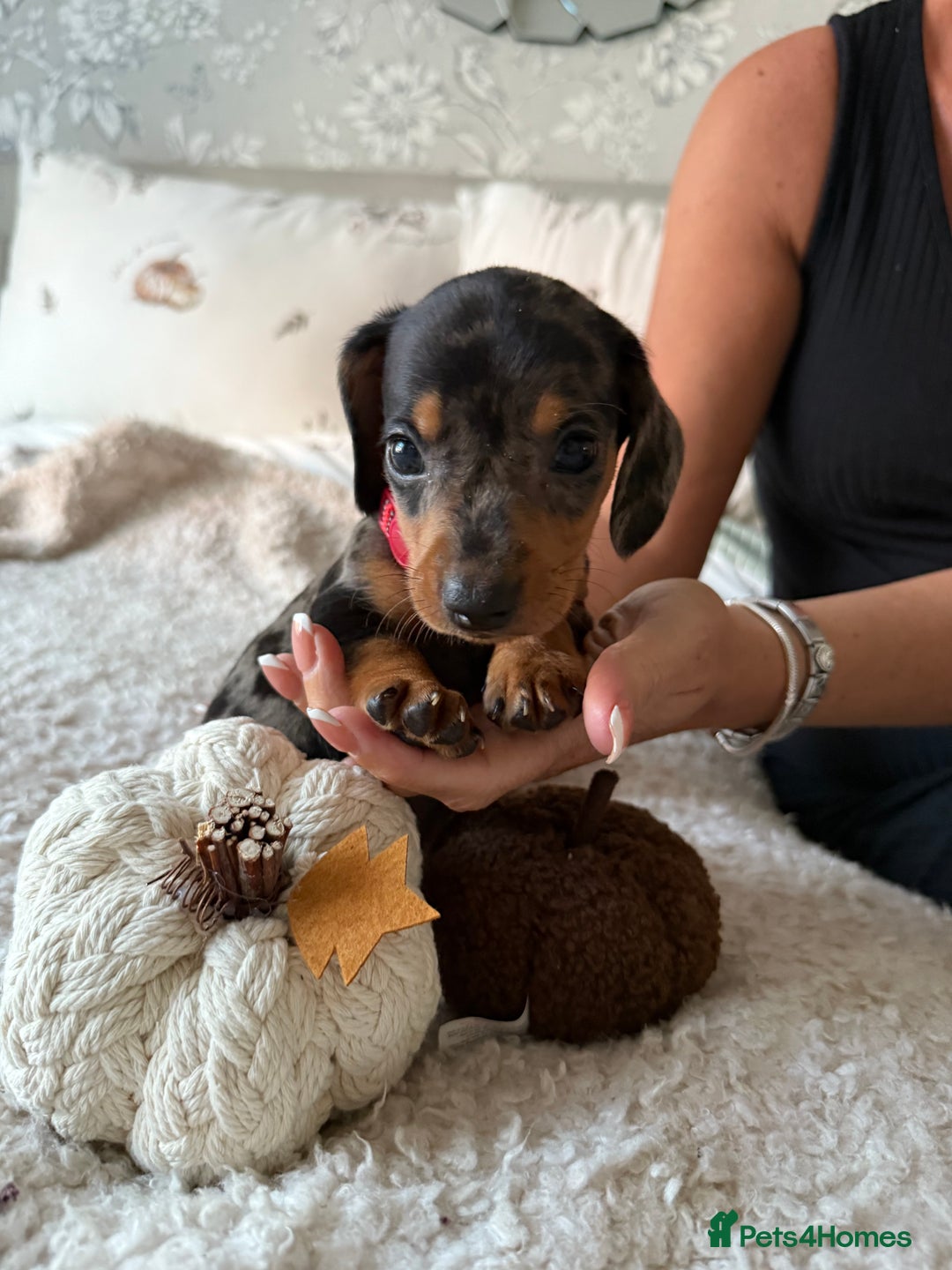 Dachshund dogs for sale: Beautiful litter of Dachshund puppies  - Image 13