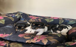 Jack Russell dogs for sale: Jack Russel puppies - Image 2