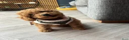 Cockapoo dogs for sale: Beautiful F2 cockapoo  - Advert 12