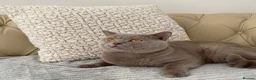 British Shorthair cats for stud: GCCF  Registered Chocolate & Lilac Active Studs  - Advert 9