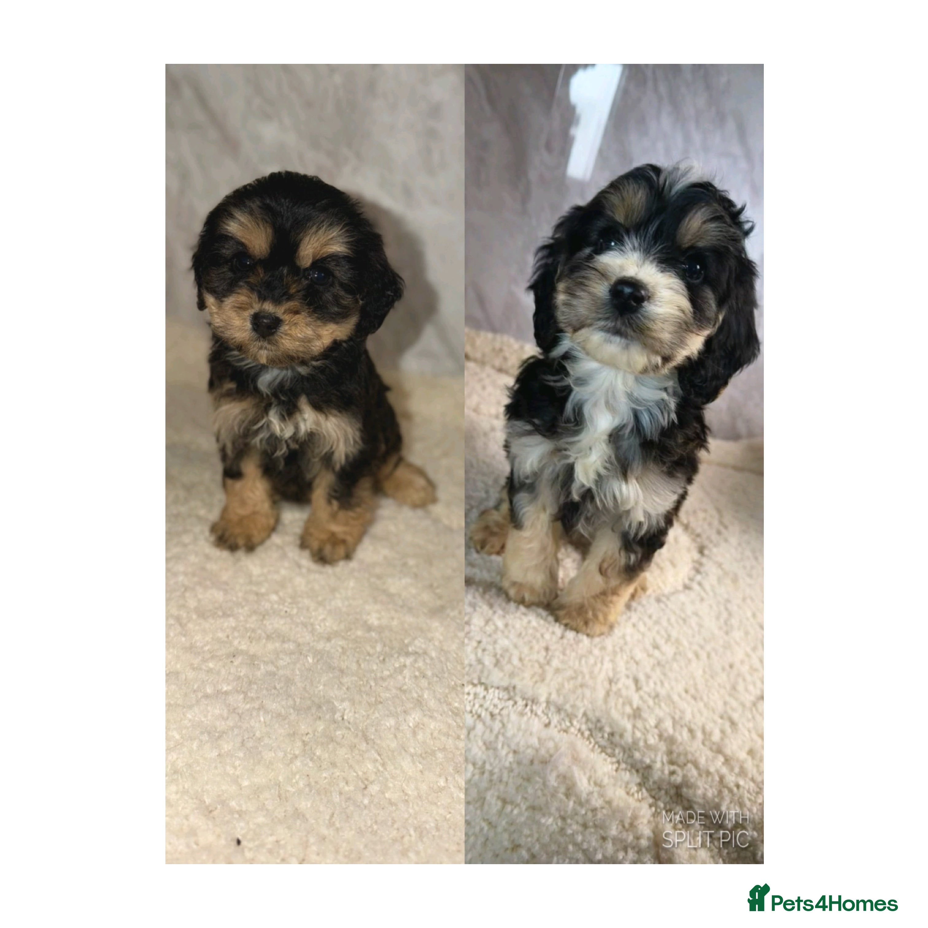Cockapoo dogs Beautiful F1 Cockapoos - 2 girls available - Advert 18