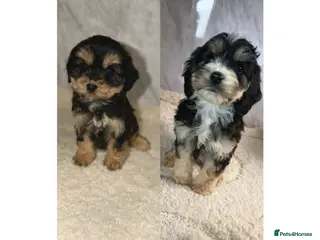 Cockapoo dogs Beautiful F1 Cockapoos - 2 girls available - Advert 18