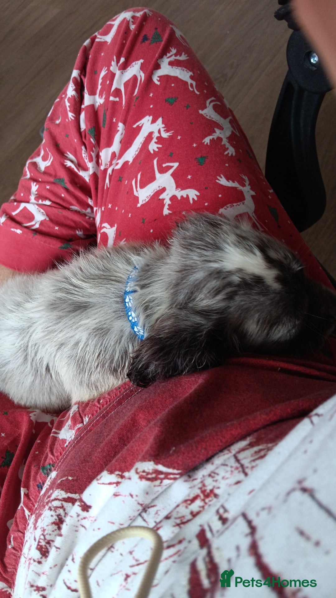 Mixed Breed dogs for sale: Puppy cocker spaniel 8 weeks old - Image 3