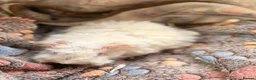 Guinea Pig rodents for sale: LOVELY BABY GUINEA PIGS - Advert 3