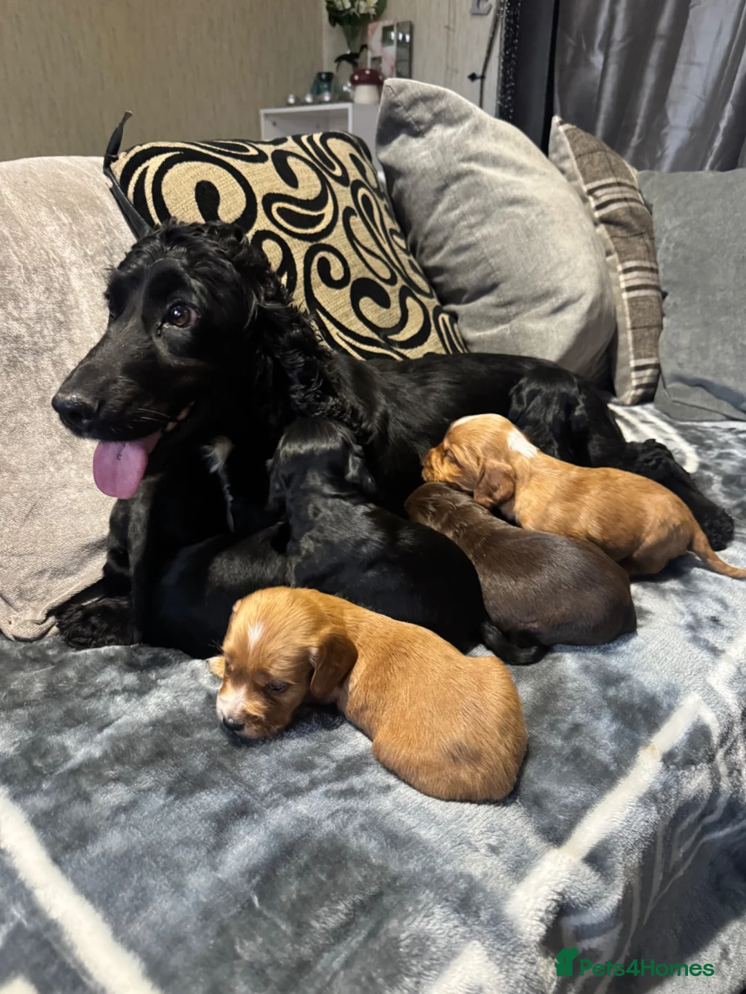 Cocker Spaniel dogs for sale: Beautiful Little of cocker spaniel puppies  - Advert 1