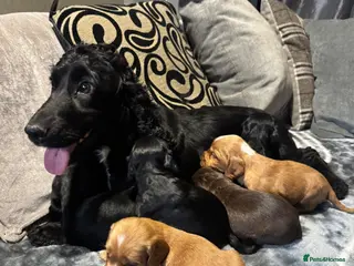 Cocker Spaniel dogs Beautiful Little of cocker spaniel puppies - Advert 2