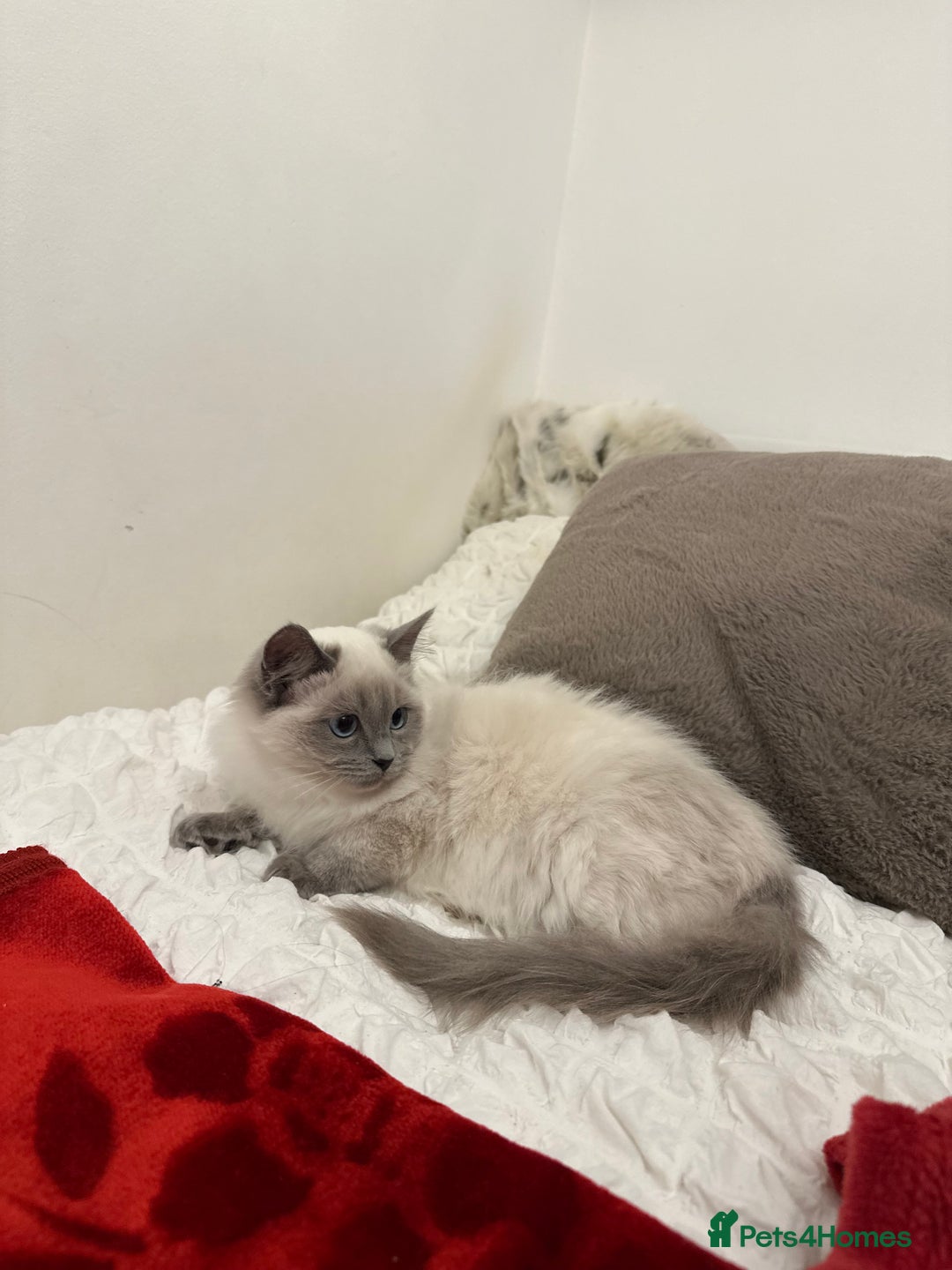 Ragdoll cats for sale: Gorgeous pedigree friendly girl kittens - Advert 7