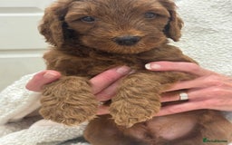 Aussiedoodle dogs for sale: Australian labradoodle puppies  - Image 10