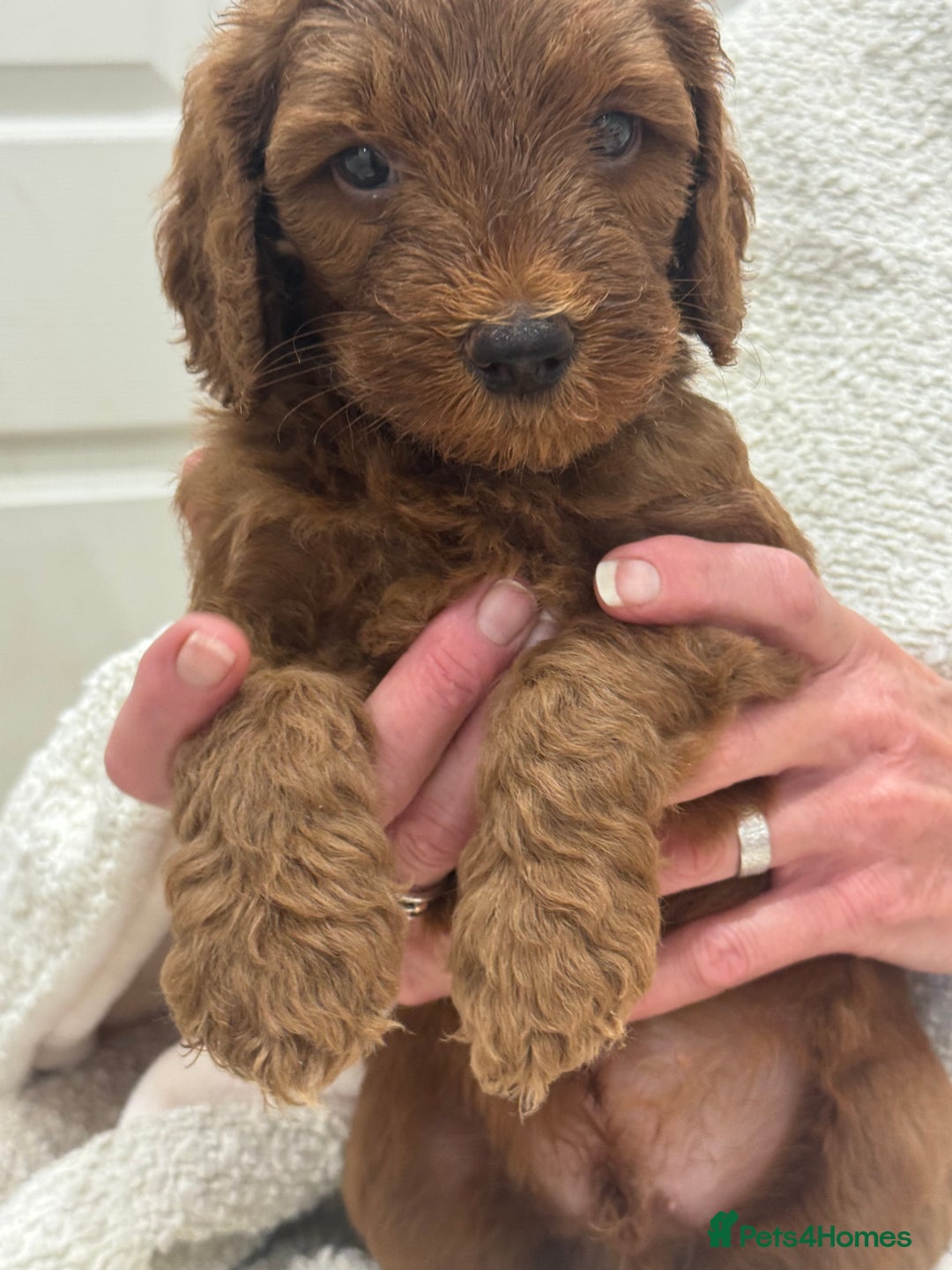 Aussiedoodle dogs for sale: Australian labradoodle puppies  - Image 10