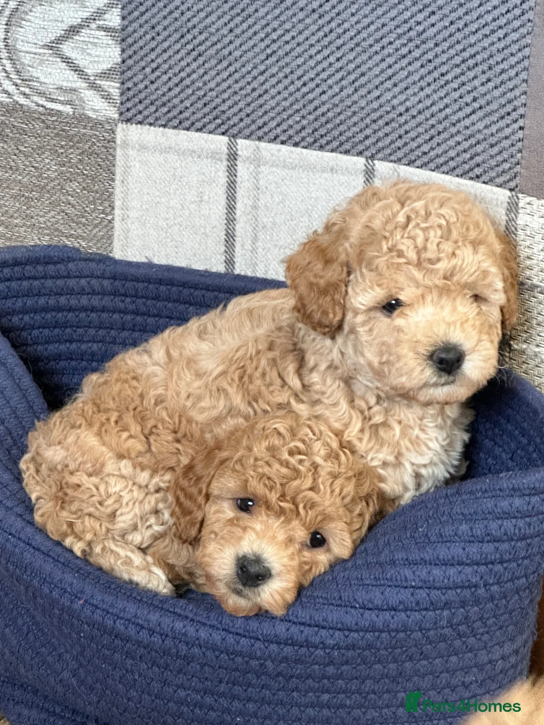 Cavapoo dogs for sale: Adorable Cavapoo puppies  - Advert 31