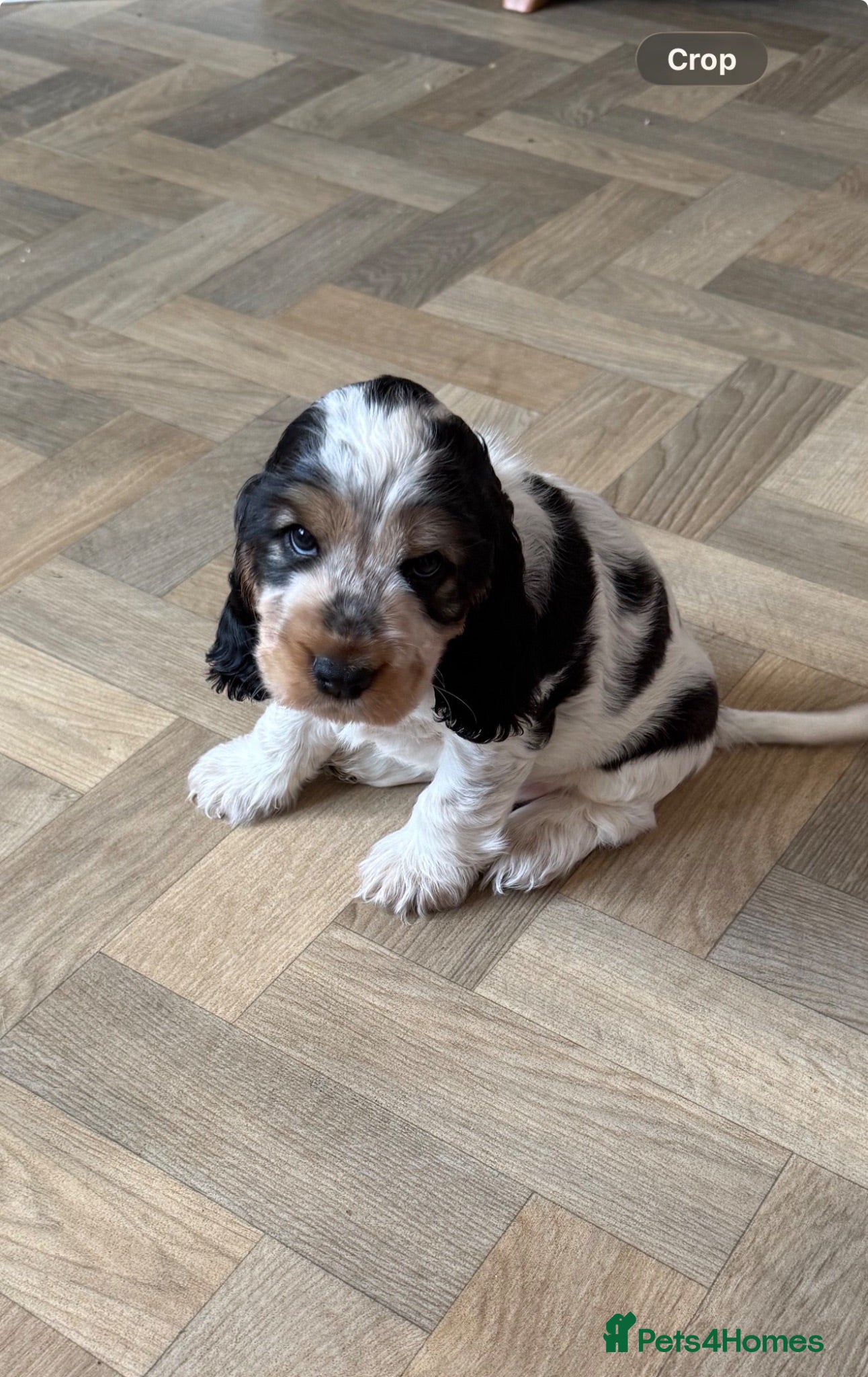 Cocker Spaniel dogs 🧡OUR LAST HANDSOME SHOW-TYPE COCKER LEFT 💙🧡 - Advert 10