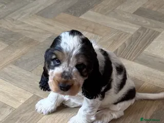 Cocker Spaniel dogs 🧡OUR LAST HANDSOME SHOW-TYPE COCKER LEFT 💙🧡 - Advert 10