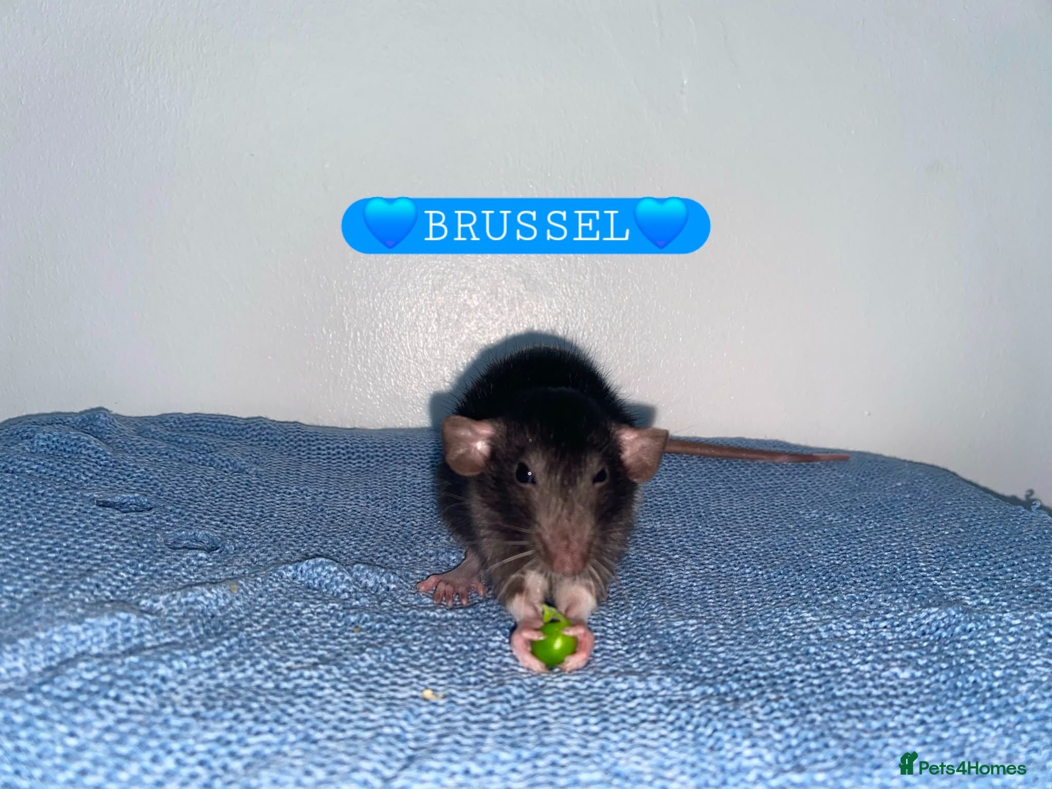 Rat rodents Beautiful babies ratties 🥰🥰🥰 - Advert 2