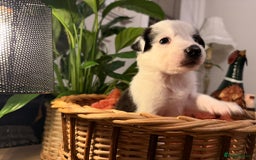 Border Collie dogs for sale: Pure Breed Boarder Collie Pups - Image 16