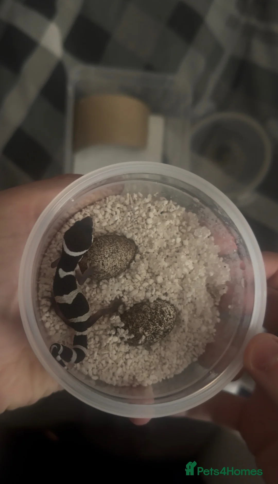 Leopard Gecko reptiles for sale: Black night x Super snow babies🔥🔥🔥 - Advert 1