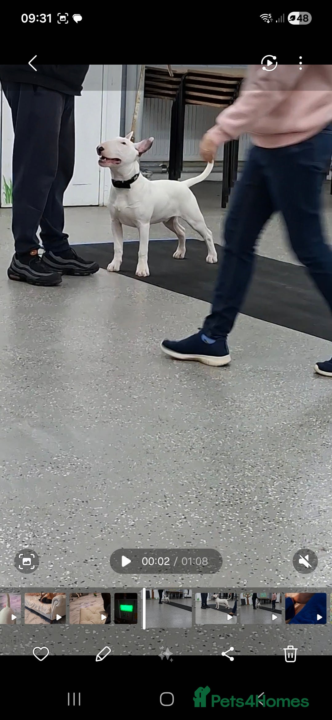 English Bull Terrier dogs for sale: 7 month old english bull terrier  - Advert 11