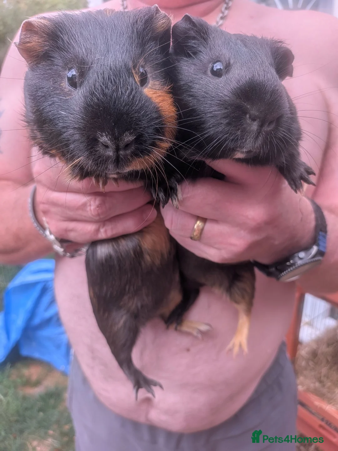 Guinea Pig rodents for sale: Little Full ginger girl & bonded boys ready NOW - Advert 9
