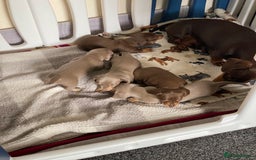 Miniature Dachshund dogs for sale: Kennel club registered dachshund puppys PRA clear  - Image 15