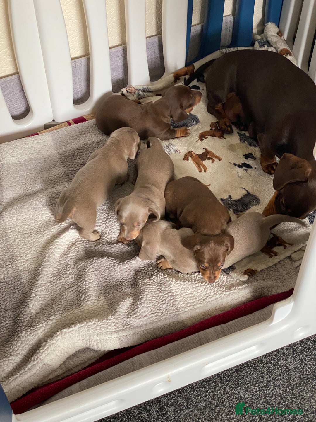 Miniature Dachshund dogs for sale: Kennel club registered dachshund puppys PRA clear  - Image 15