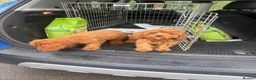 Cavapoo dogs for sale: cavapoo puppies  in Reading - Advert 15