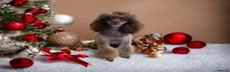 Toy Poodle dogs for sale: Adorable Toy Poodle Girl - Advert 11