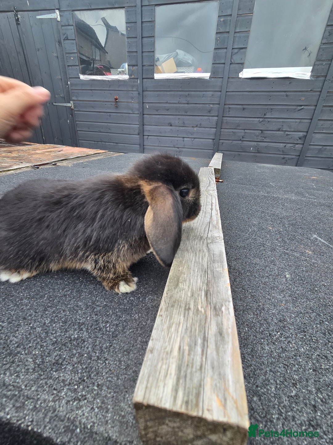 Mini Lop rabbits for sale: 2 mini lops  - Image 7