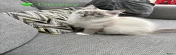 Ragdoll cats for sale: GCCF Registered - 1 Blue Tabby boy remaining - Advert 10