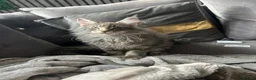 Maine Coon cats for sale: Maine Coon  in Walsall - Advert 7