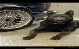 Belgian Shepherd Dog dogs for sale: Blue dutch herder puppy - Image 13