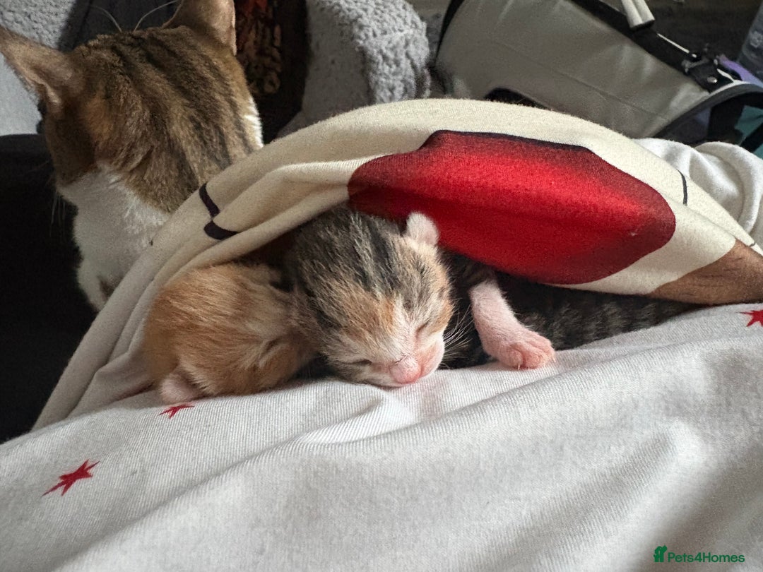 Mixed Breed cats for sale: Newborn kittens  - Advert 13