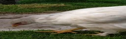 Chickens poultry for sale: Brahma boys cockerels - mottled & white (?pullet) - Advert 3