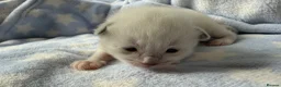 Ragdoll cats for sale: Stunning Ragdoll kittens Blue & Lilac Mitted boys  - Advert 3