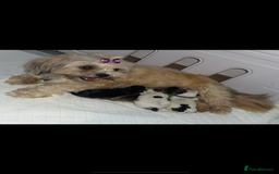 Shih Tzu dogs for sale: Shih tzu puppies - Image 7