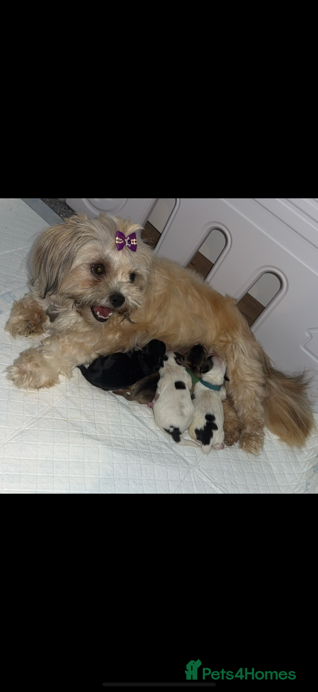 Shih Tzu dogs for sale: Shih tzu puppies - Image 7