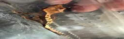 Gecko reptiles for sale: Crested Geckos in Immingham - Advert 6