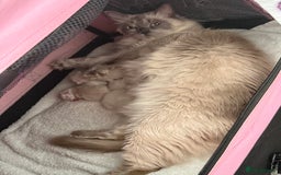 Ragdoll cats for sale: Stunning bluepoint Ragdoll kittens - Image 31