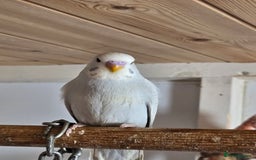 Budgerigars birds for sale: Budgies - Image 5