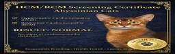 Abyssinian cats for sale: Stunning Show Quality Abyssinian Kitten –Clear HCM - Advert 5