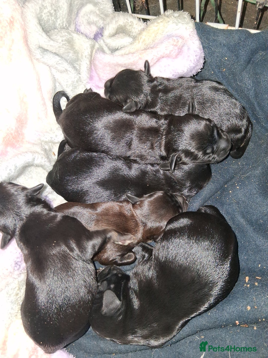 Mixed Breed dogs for sale: 5 staff x cockapoo pups  - Advert 31