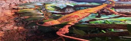 Chameleon reptiles for sale: Nosy Mitsio Male Panther Chameleon CB26 - Advert 8