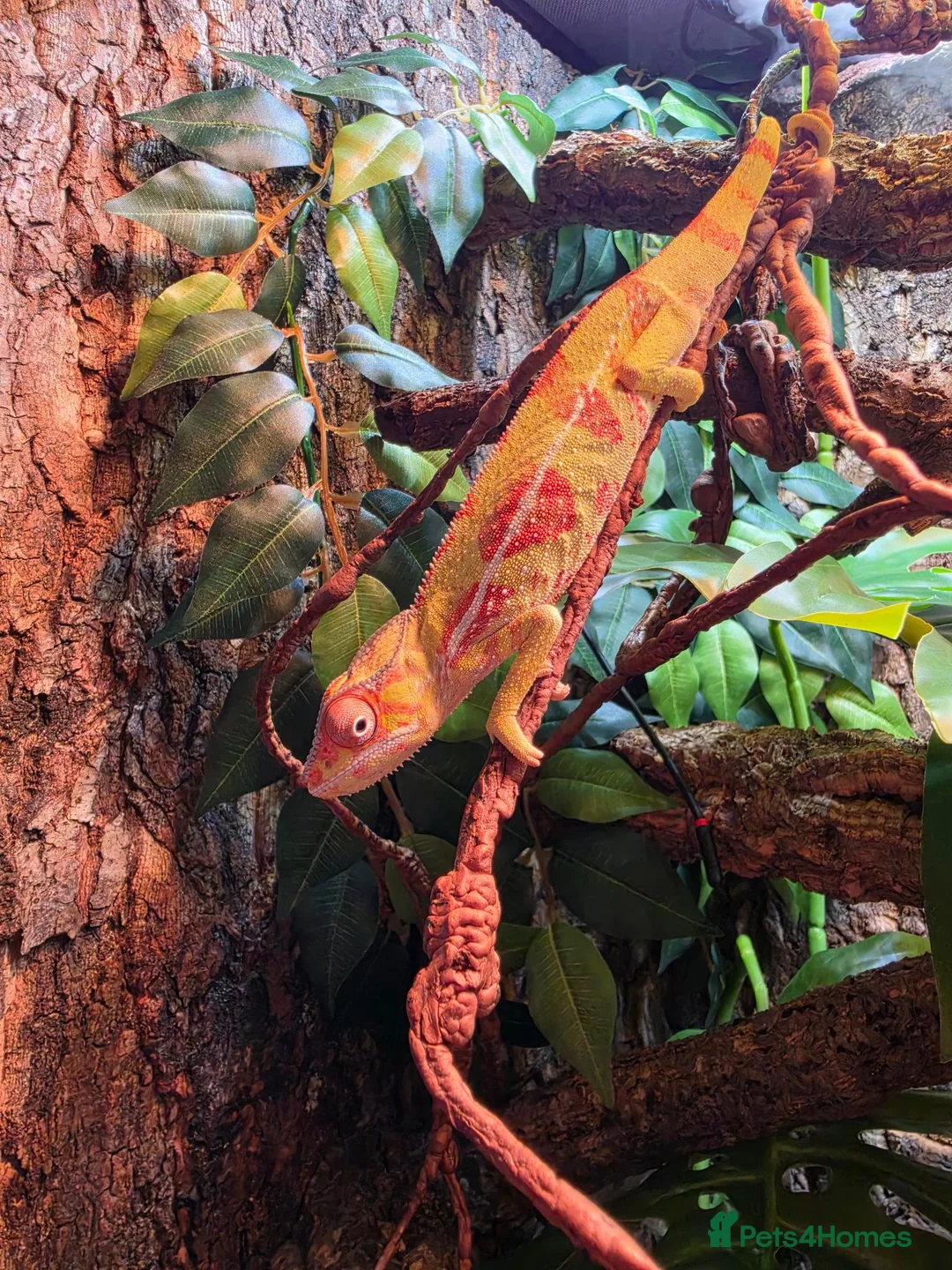 Chameleon reptiles for sale: Nosy Mitsio Male Panther Chameleon CB26 - Advert 8