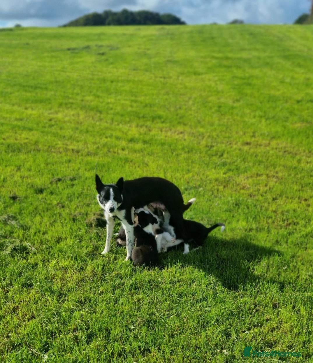 Border Collie dogs for sale: Border Collie puppies for sale - Advert 4
