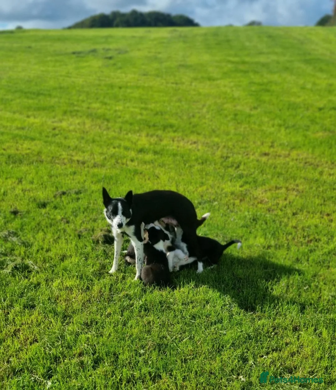 Border Collie dogs for sale: Border Collie puppies for sale in Oswestry - Advert 1
