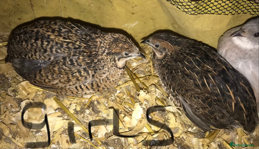 Quail poultry for sale: QUAILS/CHINESE PAINTED BUTTONS ! - Advert 6