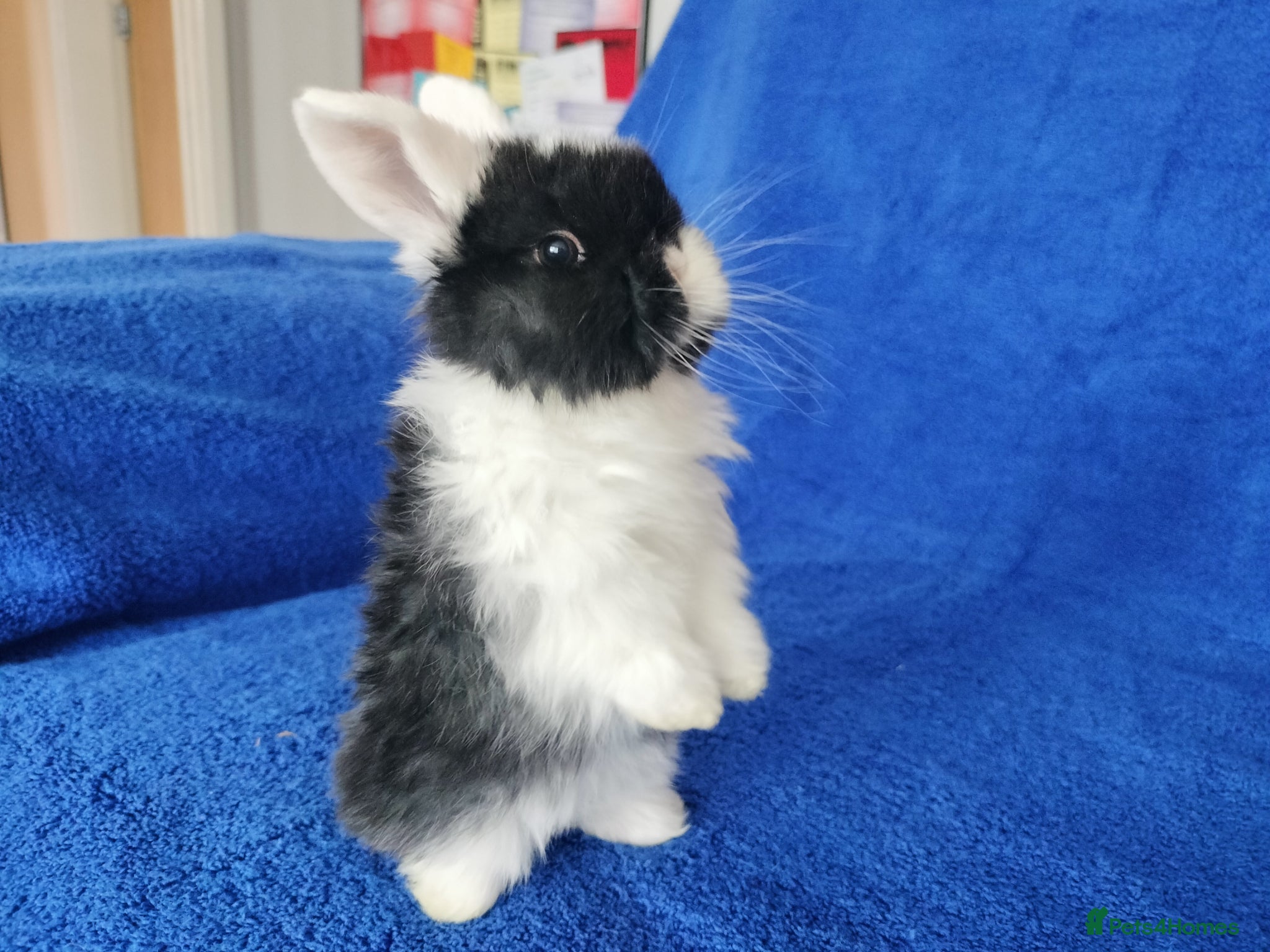 Mini Lop rabbits Baby mini lops for sale  - Advert 14