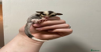 Sugar Glider rodents - Advert 6