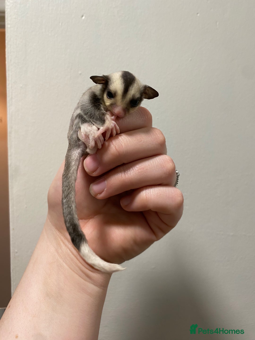 Sugar Glider rodents for sale: Joeys available for reserve  - Image 3