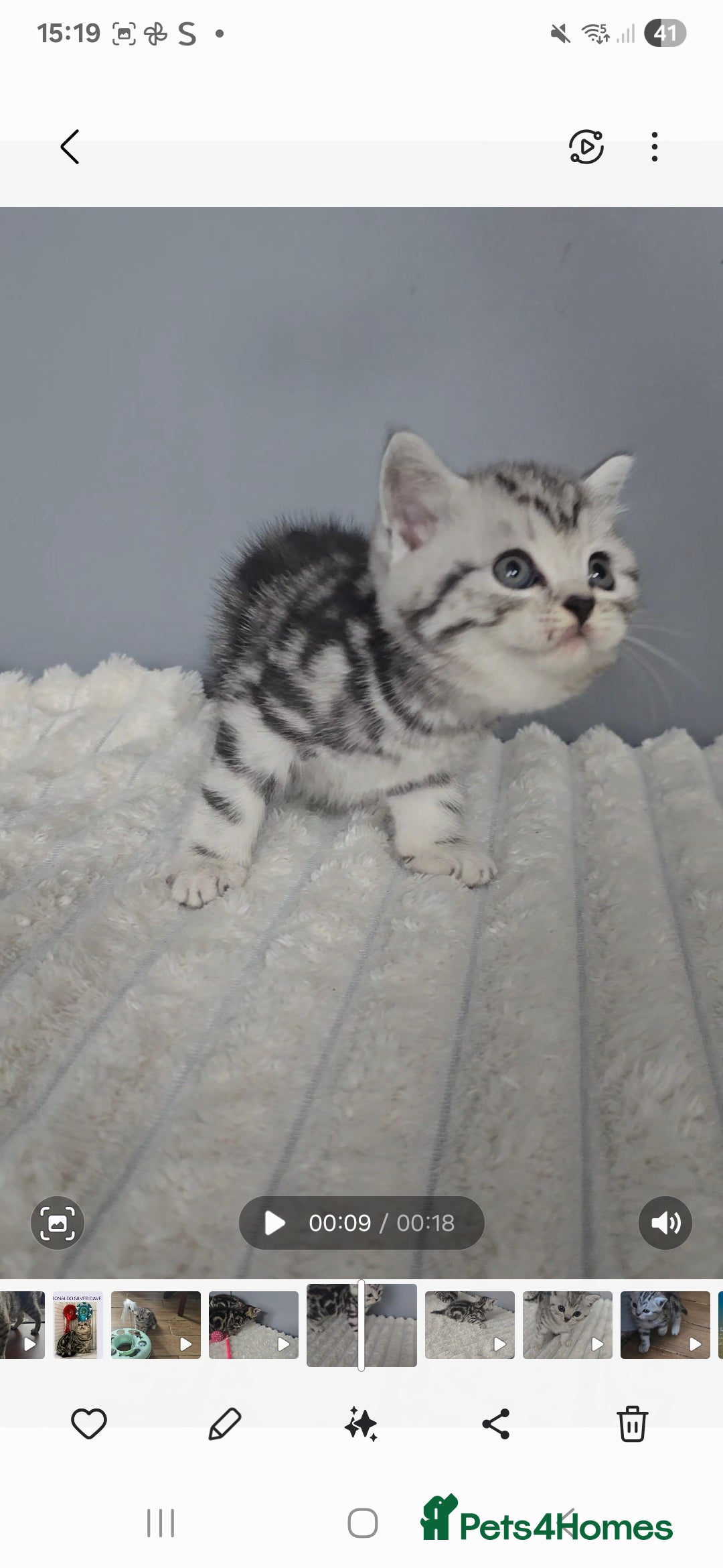 British Shorthair cats for sale: Beautiful gccf registered bsh kittens  - Image 10